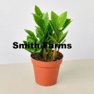 15 Seeds Seeds Zamioculcas Zamiifolia Plant Zz Flowers Garden Fresh For Garden