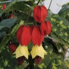15 Seeds Seeds Chinese Lanterns Hoe Plant Garden Flowers Fresh For Garden 15 Seeds Seeds Chinese Lanterns Hoe Plant Garden Flowers Fresh For Garden