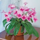 15 Seeds Seeds Primrose ‘Something Special Hoe Plant Garden Flowers Fresh For Garden