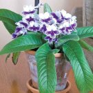 15 Seeds Seeds Primrose ‘Purple Panda Hoe Plant Garden Flowers Fresh For Garden 15 Seeds Seeds Primrose ‘Purple Panda Hoe Plant Garden Flowers Fresh For Garden