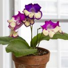 15 Seeds Seeds Primrose ‘Joy Hoe Plant Garden Flowers Fresh For Garden