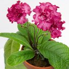 15 Seeds Seeds Cape Primrose ‘Eternity Hoe Plant Garden Flowers Fresh For Garden