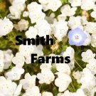 25 Seeds Seeds Snow White Nemophila Flowers Planting Garden Fresh For Garden