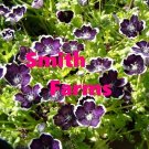 25 Seeds Seeds Penny Black Nemophila Flowers Planting Garden Fresh For Garden