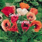 200 Seeds Seeds Mixed Oriental Poppy Flowers Plants Garden Planting Fresh For Garden 200 Seeds Seeds Mixed Oriental Poppy Flowers Plants Garden Planting Fresh For Garden