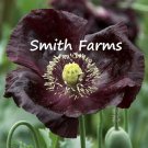 200 Seeds Seeds Midnight Poppy Flowers Plants Garden Planting Fresh For Garden 200 Seeds Seeds Midnight Poppy Flowers Plants Garden Planting Fresh For Garden