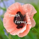 200 Seeds Seeds Princess Victoria Poppy Flowers Plants Garden Planting Fresh For Garden