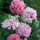 200 Seeds Seeds Pompon Mix Poppy Flowers Plants Garden Planting Fresh For Garden