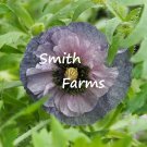 200 Seeds Seeds Amazing Grey Poppy Flowers Plants Garden Planting Fresh For Garden