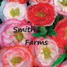 200 Seeds Seeds Mixed Double Poppy Flowers Plants Garden Planting Fresh For Garden 200 Seeds Seeds Mixed Double Poppy Flowers Plants Garden Planting Fresh For Garden