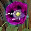 200 Seeds Seeds Laurens Grape Poppy Flowers Plants Garden Planting Fresh For Garden