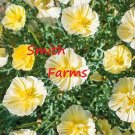 200 Seeds Seeds Cream Swirl Poppy Flowers Plants Garden Planting Fresh For Garden