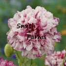 200 Seeds Seeds Flemish Antique Poppy Flowers Plants Garden Planting Fresh For Garden