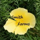 200 Seeds Seeds Chrome Queen Poppy Flowers Plants Garden Planting Fresh For Garden