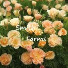 200 Seeds Seeds Apricot Champagne Poppy Flowers Plants Garden Planting Fresh For Garden