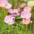 200 Seeds Seeds Purple Gleam Poppy Flowers Plants Garden Planting Fresh For Garden