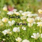 200 Seeds Seeds Ivory Castle Poppy Flowers Plants Garden Planting Fresh For Garden