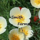 200 Seeds Seeds White Linen Poppy Flowers Plants Garden Planting Fresh For Garden