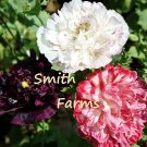 200 Seeds Seeds Antique Shades Poppy Flowers Plants Garden Planting Fresh For Garden 200 Seeds Seeds Antique Shades Poppy Flowers Plants Garden Planting Fresh For Garden