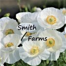 200 Seeds Seeds Bridal Silk Poppy Flowers Plants Garden Planting Fresh For Garden
