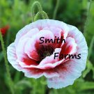 200 Seeds Seeds White Pandora Poppy Flowers Plants Garden Planting Fresh For Garden