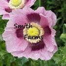 200 Seeds Seeds Blue Moon Poppy Flowers Plants Garden Planting Fresh For Garden