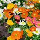 200 Seeds Seeds Mixed Iceland Poppy Flowers Plants Garden Planting Fresh For Garden 200 Seeds Seeds Mixed Iceland Poppy Flowers Plants Garden Planting Fresh For Garden