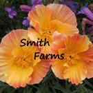 200 Seeds Seeds Thasilk Apricot Poppy Flowers Plants Garden Planting Fresh For Garden