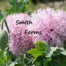 200 Seeds Seeds Lilac Pompon Poppy Flowers Plants Garden Planting Fresh For Garden