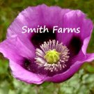 200 Seeds Seeds Hungarian Breadseed Poppy Flowers Plants Garden Planting Fresh For Garden