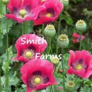 200 Seeds Seeds Pepperbox Poppy Flowers Plants Garden Planting Fresh For Garden 200 Seeds Seeds Pepperbox Poppy Flowers Plants Garden Planting Fresh For Garden