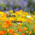 200 Seeds Seeds Orange California Poppy Flowers Plants Garden Planting Fresh For Garden