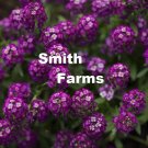 25 Seeds Seeds Oriental Nights Alyssum Flowers Plants Garden Planting Fresh For Garden