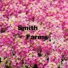 25 Seeds Seeds Rosie Oday Alyssum Flowers Plants Garden Planting Fresh For Garden