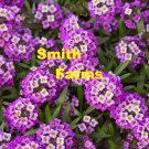 25 Seeds Seeds Purple Alyssum Flowers Plants Garden Planting Fresh For Garden
