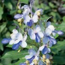 15 Seeds Seeds Butterfly Flower Hoe Plant Garden Flowers Fresh For Garden