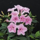 15 Seeds Seeds Bower Vine Hoe Plant Garden Flowers Fresh For Garden