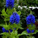 15 Seeds Seeds Blue Witches Hat Hoe Plant Garden Flowers Fresh For Garden