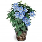 15 Seeds Seeds Blue Skyflower Hoe Plant Garden Flowers Fresh For Garden