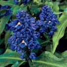 15 Seeds Seeds Blue Ginger Hoe Plant Garden Flowers Fresh For Garden