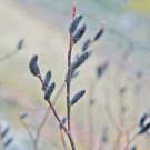 15 Seeds Seeds Black Psy Willow Hoe Plant Garden Flowers Fresh For Garden