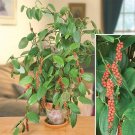 15 Seeds Seeds Black Pepper Plant Hoe Plant Garden Flowers Fresh For Garden