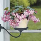 15 Seeds Seeds Begonia ‘Tea Rose Hoe Plant Garden Flowers Plant Fresh For Garden 15 Seeds Seeds Begonia ‘Tea Rose Hoe Plant Garden Flowers Plant Fresh For Garden