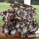 15 Seeds Seeds Begonia ‘Super Curl Hoe Plant Garden Flowers Plant Fresh For Garden