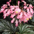 15 Seeds Seeds Begonia ‘Sophie Cecil Hoe Plant Garden Flowers Plant Fresh For Garden