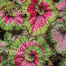 15 Seeds Seeds Begonia ‘Paso Doble’ Hoe Plant Garden Flowers Fresh For Garden