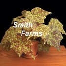 15 Seeds Seeds Begonia ‘Marmaduke’ Hoe Plant Garden Flowers Fresh For Garden