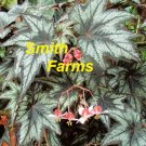 15 Seeds Seeds Begonia ‘Little Brother Montgomery Hoe Plant Garden Flowers Fresh For Garden