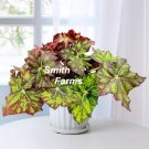 15 Seeds Seeds Begonia ‘Lime Truffle’ Hoe Plant Garden Flowers Fresh For Garden