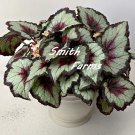 15 Seeds Seeds Begonia ‘Harmony’S Bullseye’’ Hoe Plant Garden Flowers Fresh For Garden